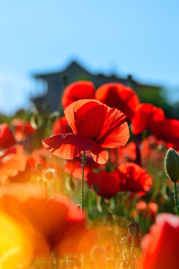 Selective Focus Photography of Red Flowers