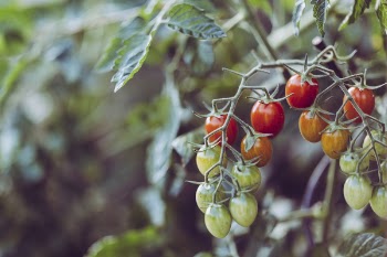 Selective Focus Photography of Red Fruit