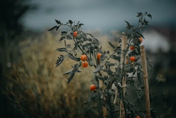 Selective Focus Photography of Red Fruits