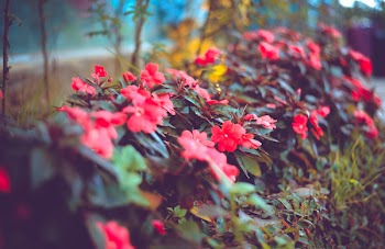 Selective Focus Photography of Red Impatiens Flowers