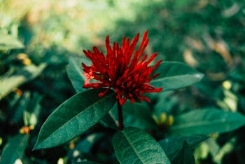 Selective Focus Photography of Red Ixora Flower Buds