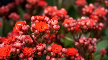 Selective Focus Photography of Red Kalanchoe Flowers in Bloom