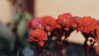 Selective Focus Photography of Red Kalanchoe Flowers in Bloom