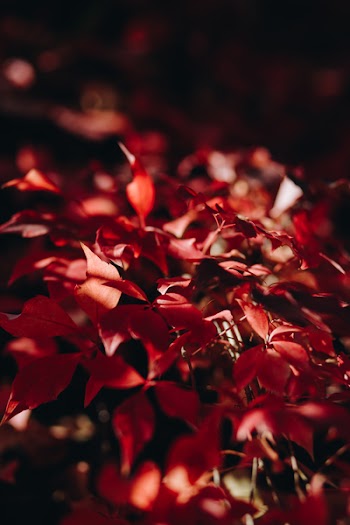 Selective Focus Photography Of Red Leafed Plant