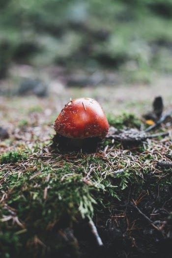 Selective Focus Photography of Red Mushroom