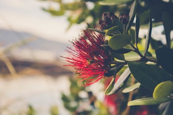 Selective Focus Photography Of Red Persian Silk Flower