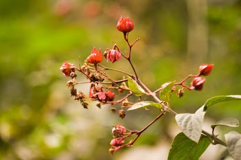 Selective Focus Photography of Red Petaled Flower