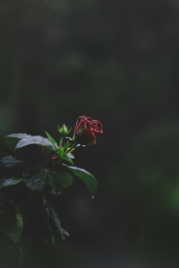 Selective Focus Photography Of Red Petaled Flower