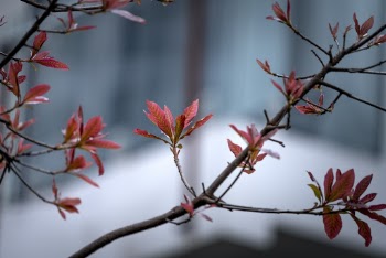 Selective Focus Photography of Red Petaled Flowers