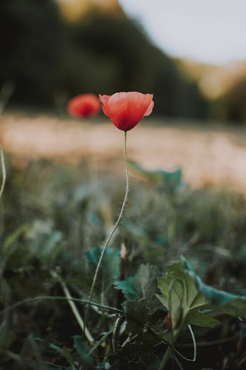 Selective Focus Photography of Red Poppy Flower