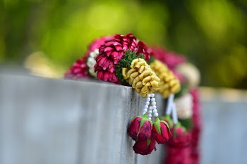 Selective Focus Photography of Red Rose Flower Decor