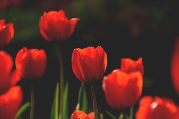 Selective Focus Photography of Red Rose Flowers