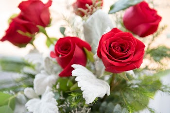 Selective Focus Photography of Red Rose Flowers