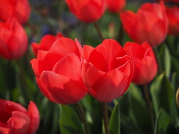 Selective Focus Photography of Red Roses
