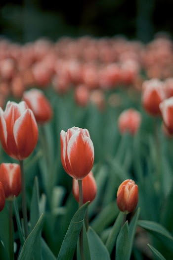 Selective Focus Photography of Red Tulip