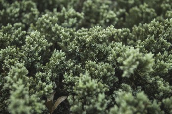 Selective Focus Photography of Reen Leafed Plants