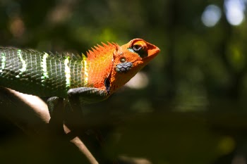Selective Focus Photography of Reptile Clinging on Tree Branch