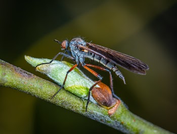 Selective Focus Photography of Robber Fly Perched on Green Sprout