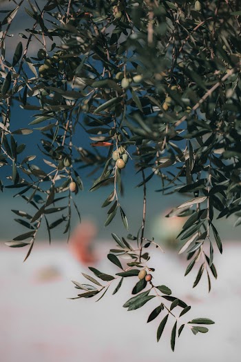 Selective Focus Photography of Round Green Fruits Hanging from Tree