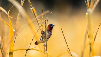 Selective Focus Photography of Scaly Munia Perching on Branch
