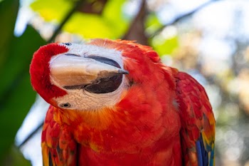Selective Focus Photography Of Scarlet Macaw