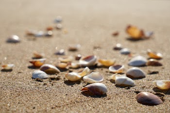 Selective Focus Photography of Shells on Sand