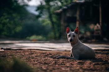 Selective Focus Photography of Short-coated Dog