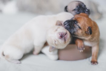 Selective Focus Photography of Short-coated Puppies