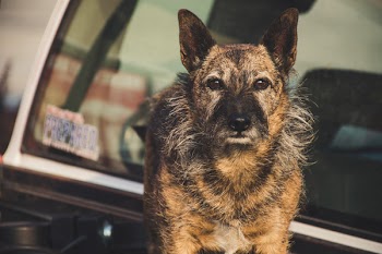Selective Focus Photography of Short-coated Tan Dog