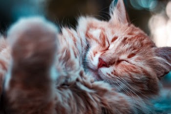 Selective Focus Photography of Sleeping Orange Cat