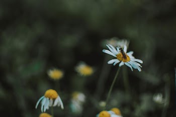 Selective Focus Photography Of Soldier Fly On Top Of White Daisy Flower