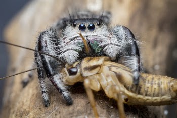 Selective Focus Photography of Spider Feeding on a Brown Insect