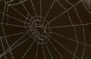 Selective Focus Photography of Spider Web