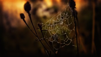 Selective Focus Photography of Spider Web