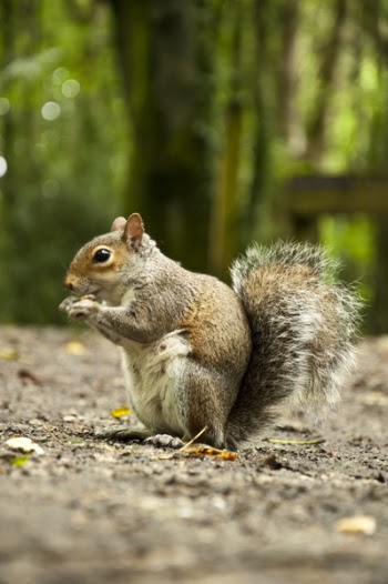 Selective Focus Photography of Squirrel