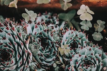 Selective Focus Photography of Succulent Plant