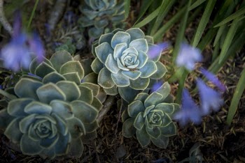 Selective Focus Photography of Succulents