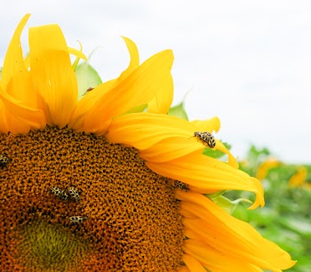 Selective Focus Photography of Sunflower