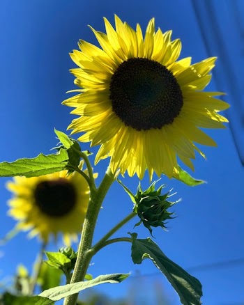 Selective Focus Photography of Sunflower