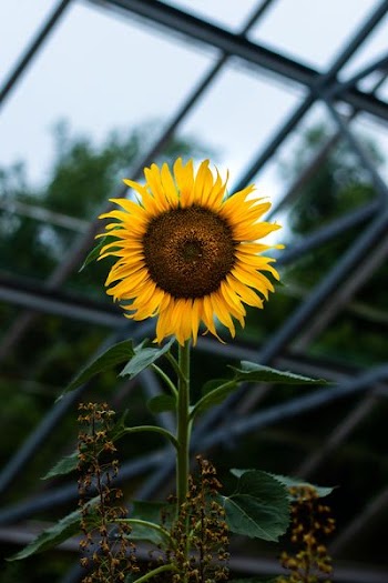 selective focus photography of sunflower