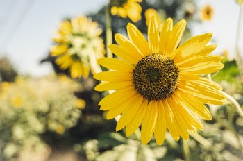 Selective Focus Photography of Sunflower