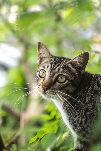 Selective Focus Photography of Tabby Cat