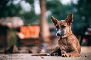 Selective Focus Photography of Tan Dog Prone Lying on Ground at Daytime