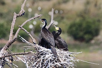 Selective Focus Photography of Three Cormorants Perched on Nest