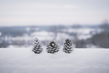 Selective Focus Photography Of Three Pine Cones
