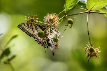 Selective Focus Photography of Tiger Swallowtail Butterfly Perched on Brown Flower