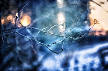 Selective Focus Photography of Tree Branch