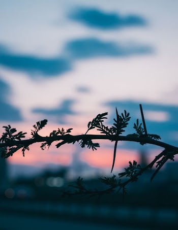selective focus photography of tree branch