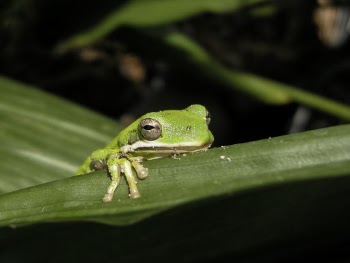 Selective Focus Photography Of Tree Frog