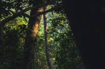 Selective Focus Photography of Tree Leaves